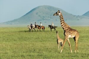 A tower of giraffes walking across the Serengeti plains in Tanzania under a bright blue sky."