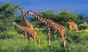 Close-up of a giraffe eating leaves from an acacia tree with its long tongue.