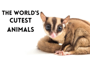 the most cutest animals in the world
