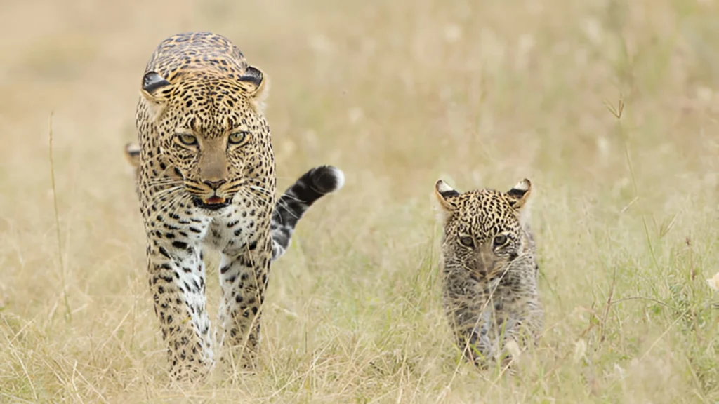 11 DAYS SAFARI TRIP TANZANIA ZANZIBAR