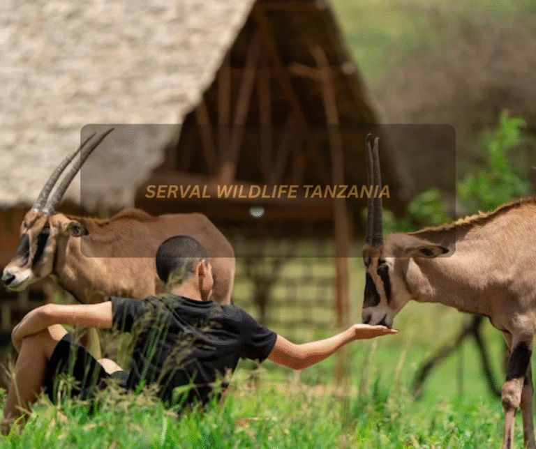 Tourists viewing serval cats at Serval Wildlife Tanzania during a guided wildlife experience.
