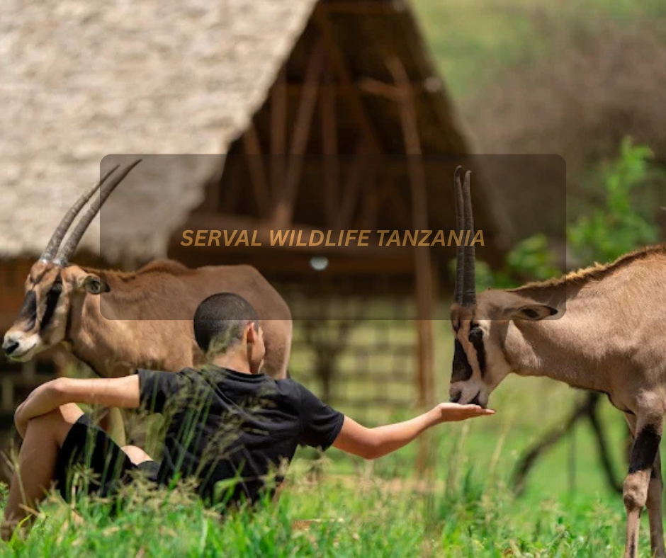 Tourists viewing serval cats at Serval Wildlife Tanzania during a guided wildlife experience.