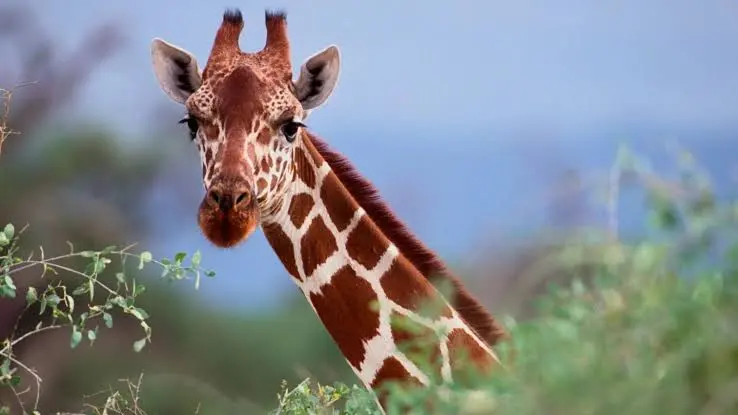 Are Giraffes Friendly?