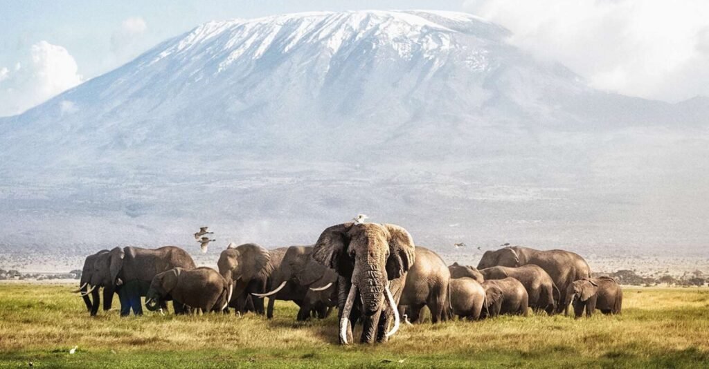 Amboseli national park