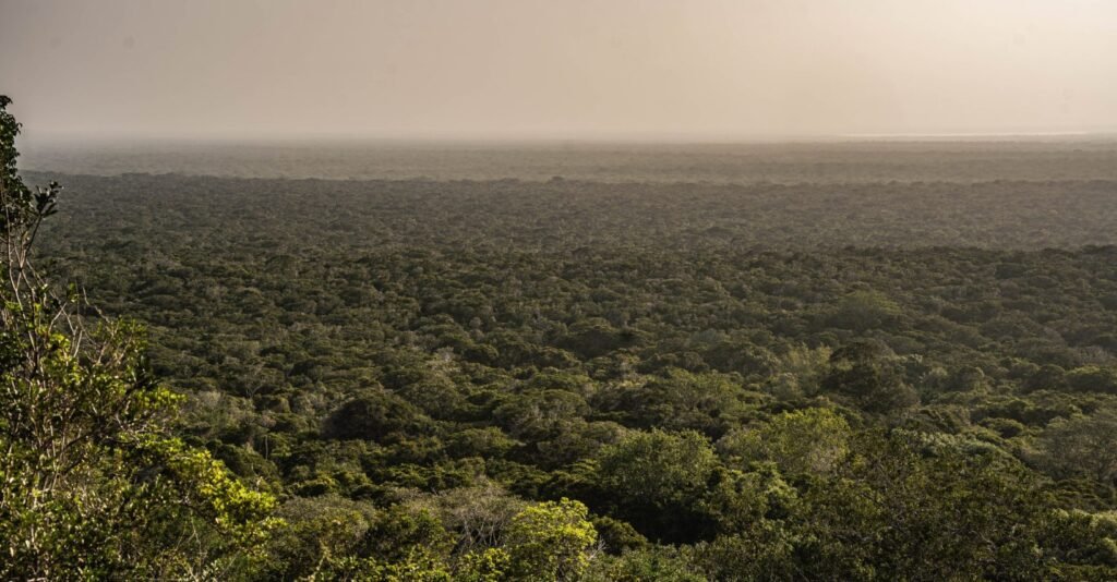 Arabuko Sokoke Forest Reserve