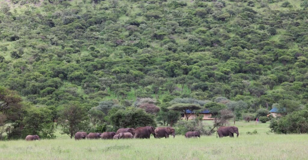 Safari Haven Serengeti