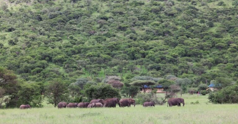 Safari Haven Serengeti