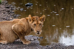 Lion spotted on a 10 day Tanzania Northern Circuit wildlife safari