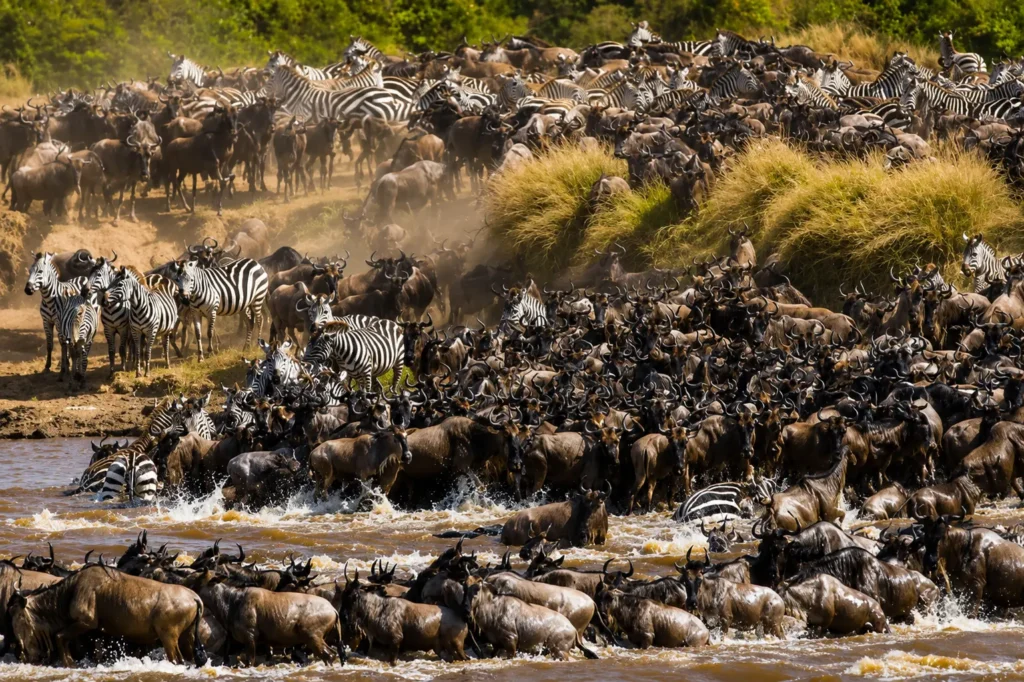 Great Migration private safari itinerary in Tanzania with Serengeti wildlife and wildebeest herds
