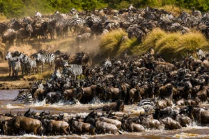 Best 10 day Tanzania Northern Circuit safari with Big Five wildlife viewing