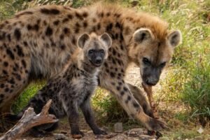 5 day private safari Tanzania exploring Serengeti National Park wildlife