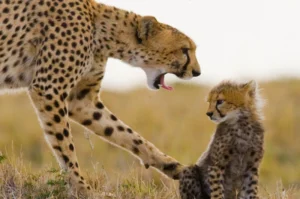 Wild cheetah in Serengeti National Park during 5 day private safari Tanzania