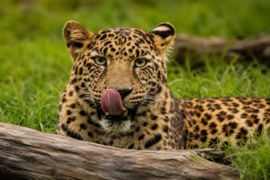 Cheetah scanning the Serengeti plains on the ultimate 7 day Tanzania safari experience — Glitzy Safaris