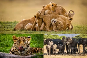 7-Day Private Safari Tanzania Itinerary