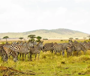 Zebra grazing in the African savannah, captured during a first time private safari in Tanzania wildlife experience.