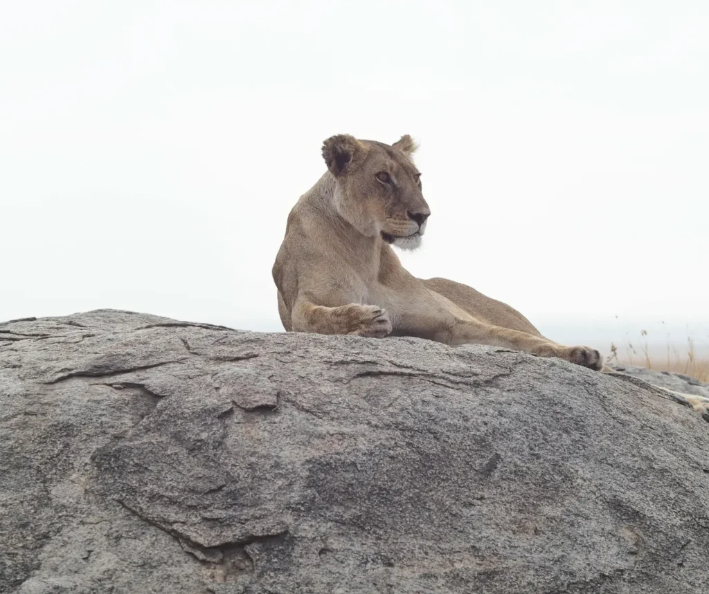 Best time for private safari in Tanzania Serengeti short rains season October November wildlife