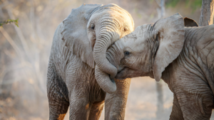 elephant viewing during Tanzania Private Safaris