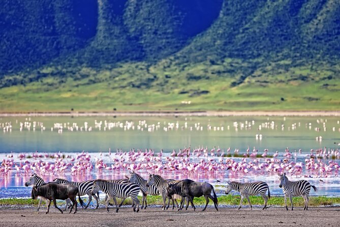 Ngorongoro Crater private safari zebra herd caldera floor Tanzania