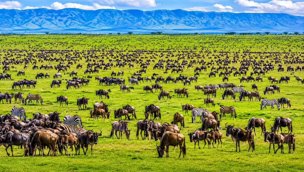 Wildlife game drive on Tanzania safari in January during green season