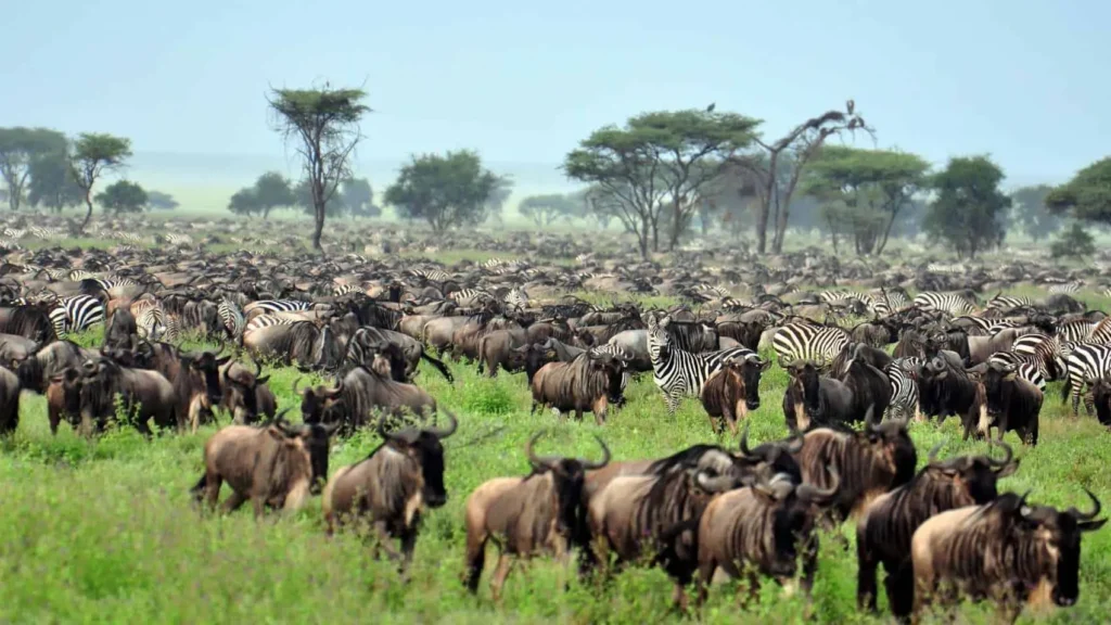 Serengeti private safari guide Great Migration – Glitzy Safaris
