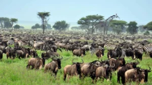 Serengeti private safari guide Great Migration – Glitzy Safaris
