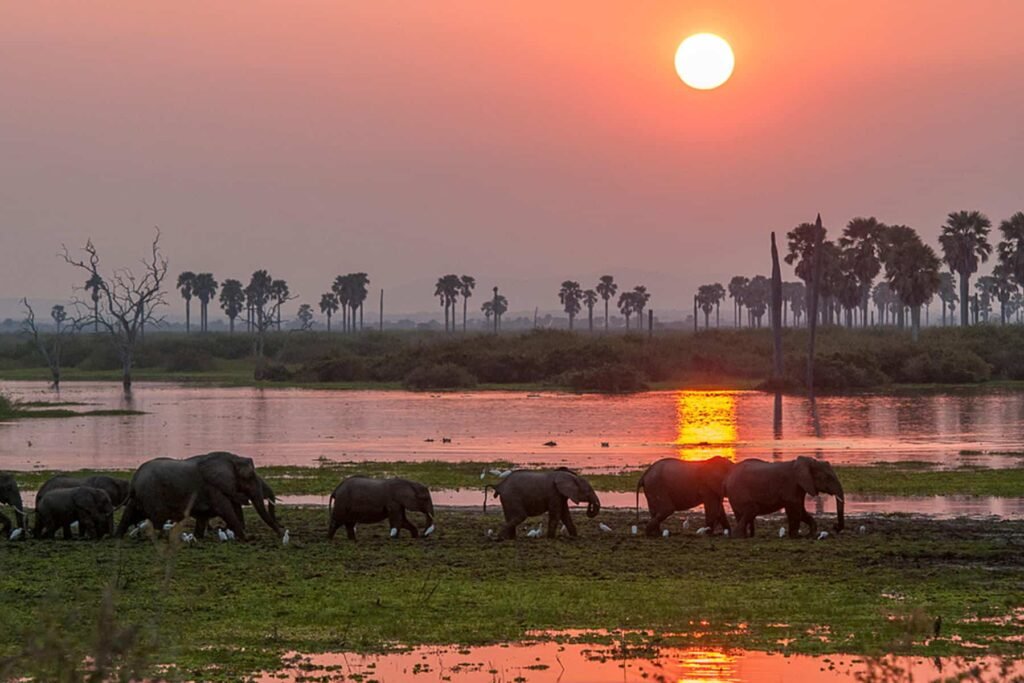 lephant herd in Tarangire National Park during Tanzania Safari in April green season