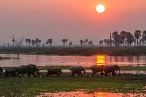 lephant herd in Tarangire National Park during Tanzania Safari in April green season