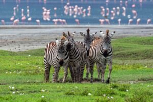 Wildlife grazing across the lush Serengeti ecosystem during Tanzania Safari in April