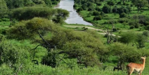 Giraffes grazing across the Serengeti ecosystem during a Tanzania Safari in May