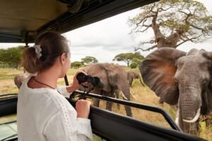 elephant during Tanzania Private Safari