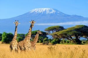  14-Day Tanzania Private Safari Kilimanjaro Itinerary