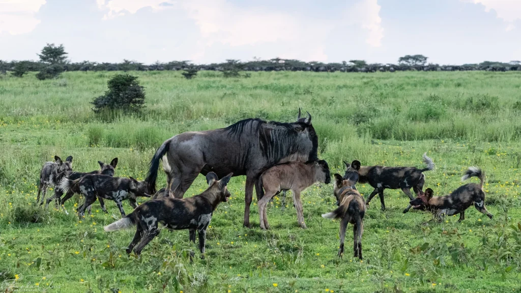 private safari in Tanzania wildebeest calving season southern Serengeti January