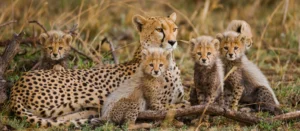 Parents and children on a children-friendly safari Tanzania game drive