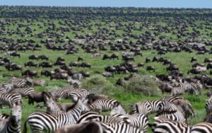 Thousands of wildebeest crossing the Ndutu plains during the Great Migration calving season in February