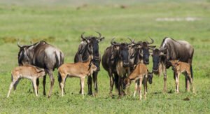 Tanzania Safari in February with wildebeest herds during the Great Migration calving season in Ndutu and Southern Serengeti