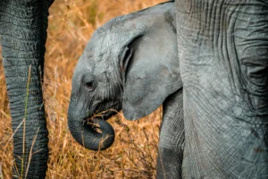 Elephant herd walking through Tarangire National Park on a tailor-made safari in Tanzania