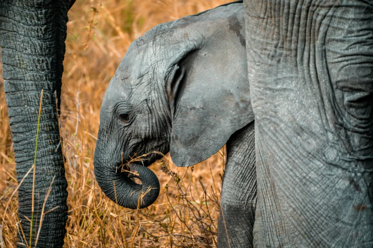 Elephant herd walking through Tarangire National Park on a tailor-made safari in Tanzania