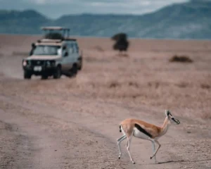 Safari jeep on a game drive across the open plains of the Serengeti on a tailor-made safari in Tanzania