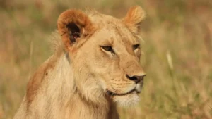 Exclusive Tanzania safari adventure in Serengeti plains