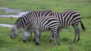 Private safari vs group safari experience in Tanzania