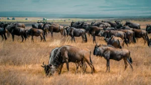 How to book a private safari Tanzania during the Great Migration