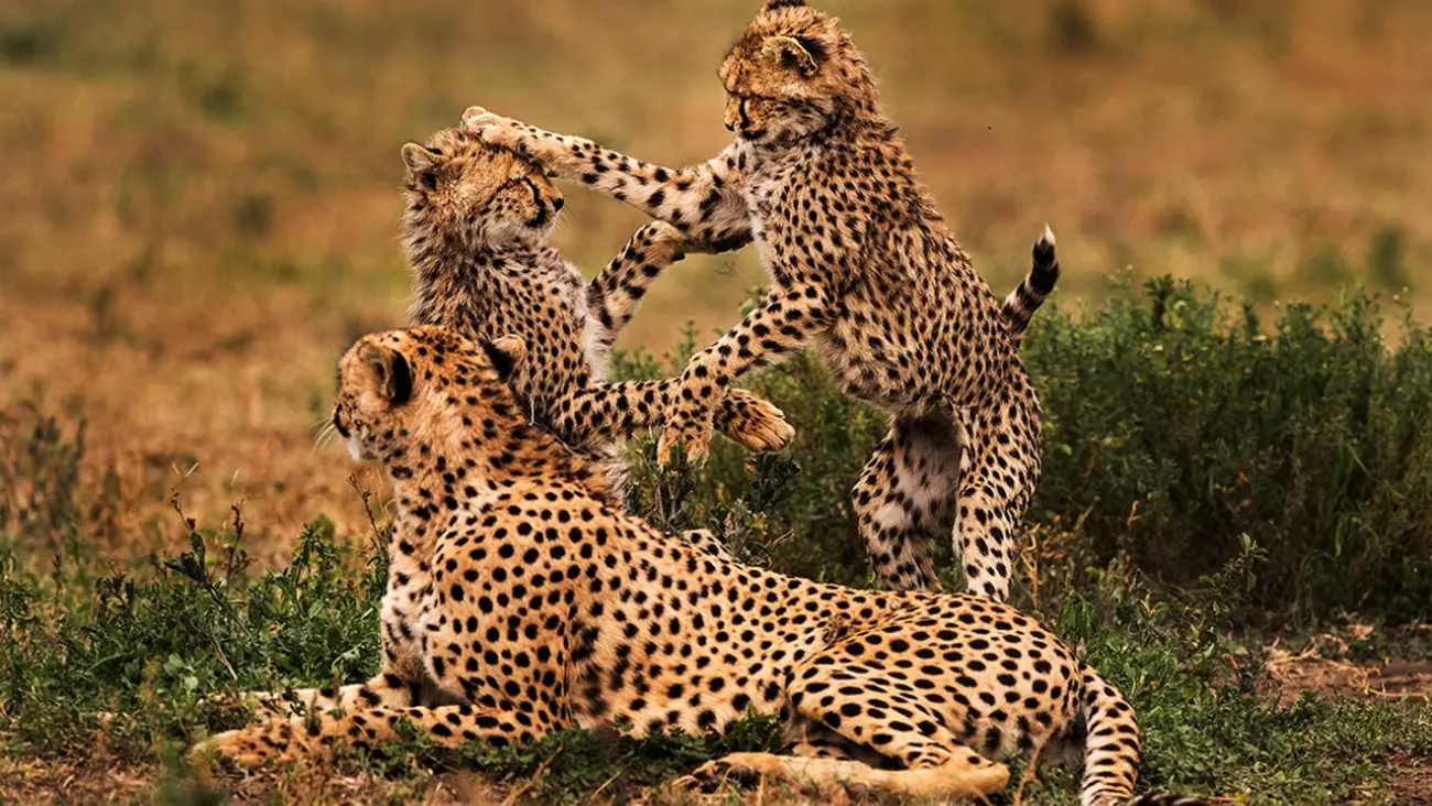 Cheetah hunting on the Serengeti — Tanzania private safari cost worth every dollar
