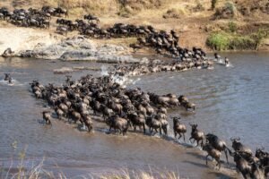 Serengeti private safari guide Great Migration Mara River crossing – Glitzy Safaris