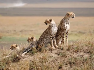 Tanzania safari beach combo featuring Serengeti wildlife and Zanzibar tropical beaches