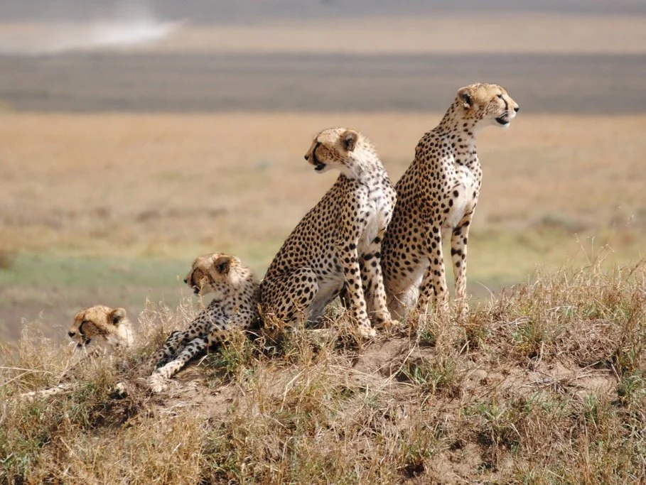 Tanzania safari beach combo featuring Serengeti wildlife and Zanzibar tropical beaches
