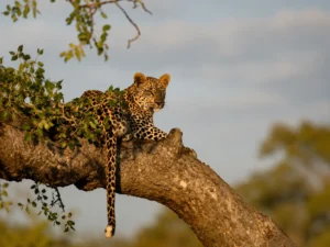 wildlife on a first time private safari experience in Africa