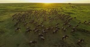 Serengeti National Park with green landscapes and scattered wildlife after seasonal rains