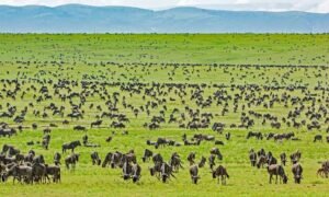 Dramatic green season skies over Serengeti plains during safari in March 