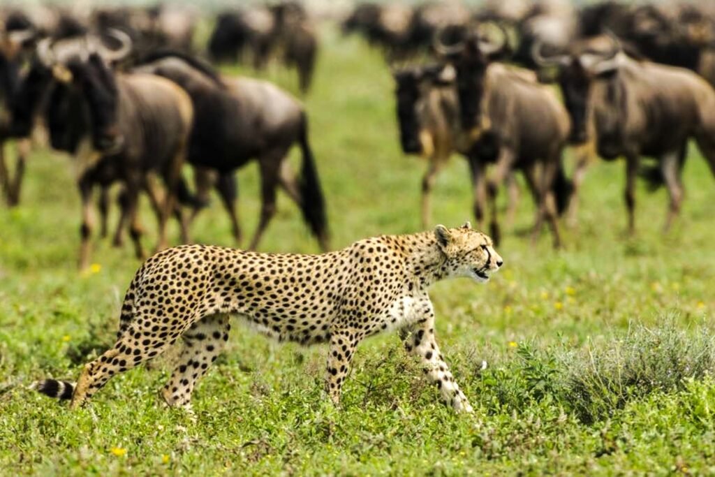 Tanzania Safari in March with lush green Serengeti plains and wildlife during the green season in Tanzania