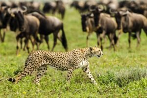 Tanzania Safari in March with lush green Serengeti plains and wildlife during the green season in Tanzania